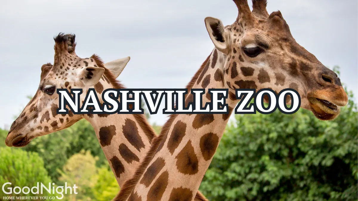 A group of giraffes grazing amidst lush greenery, setting a playful and engaging outdoor atmosphere perfect for family adventures and educational outings.